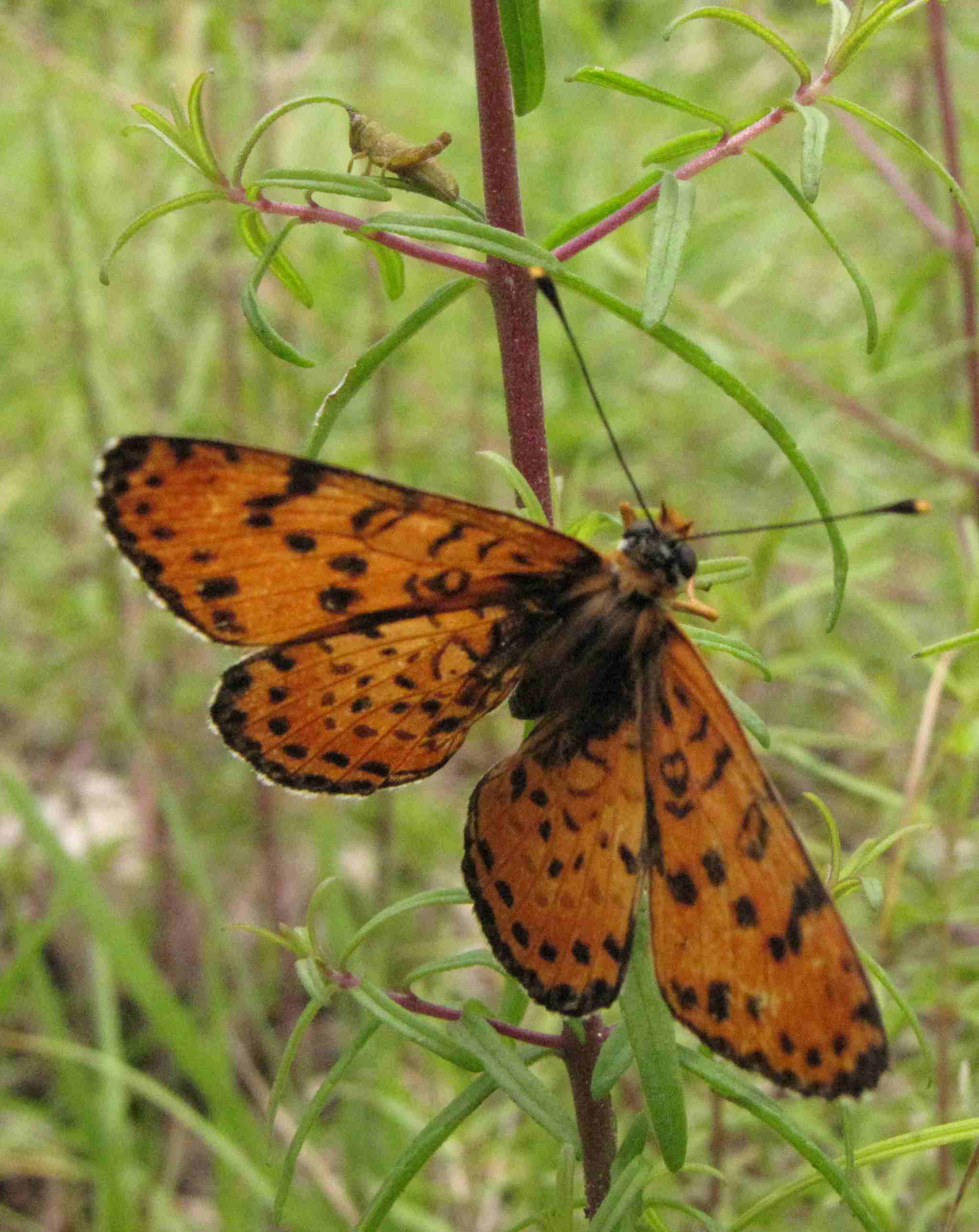 Melitaea didyma